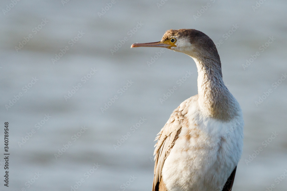 Spotted Shag Endemic Cormorant of New Zealand Spotted Shag Endemic Cormorant of New Zealand