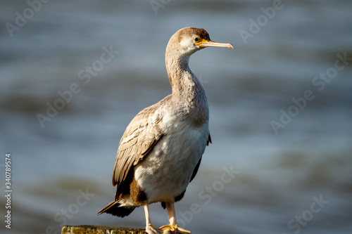 Spotted Shag Endemic Cormorant of New Zealand © Imogen