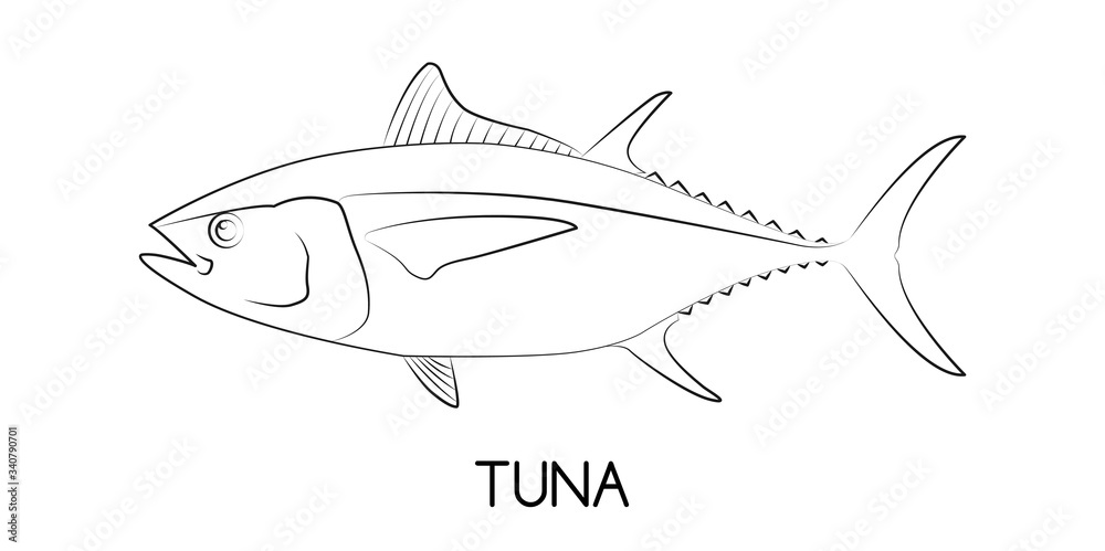 Tuna. Commercial Fish species. Tuna. Commercial Fish species.