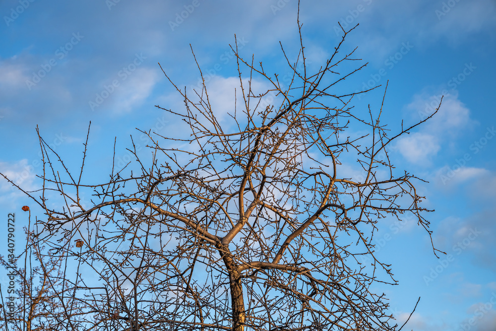 Branches of wild apple tree in the park in winter on a blue sky background