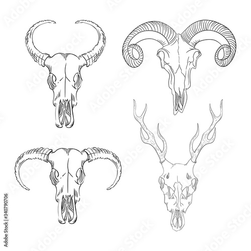 Collection of skulls of wild animals western mystical. bohemian head, western vintage animal.