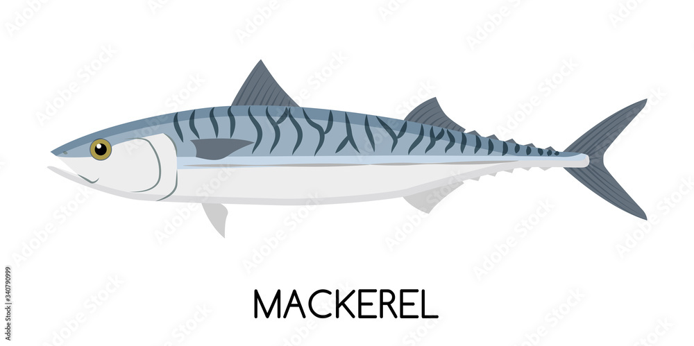 Mackerel. Commercial Fish species. Mackerel. Commercial Fish species.