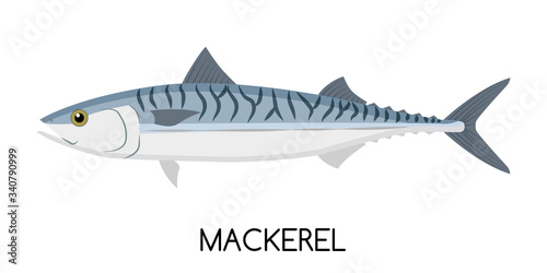 Mackerel. Commercial Fish species. 