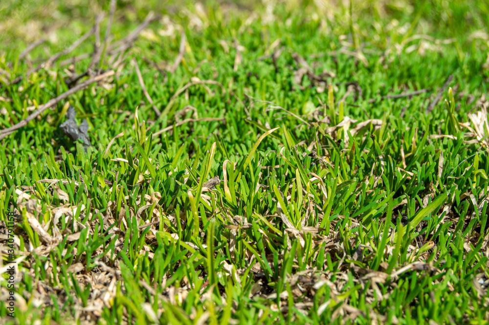 Grass growing in spring. Bright green grass in early spring Grass growing in spring. Bright green grass in early spring