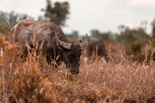 Buffalo eating grass at the field with bird in the evening 
