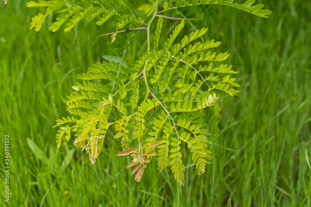 New leaves on a tree branch against the background of grass in the park sunny day.
