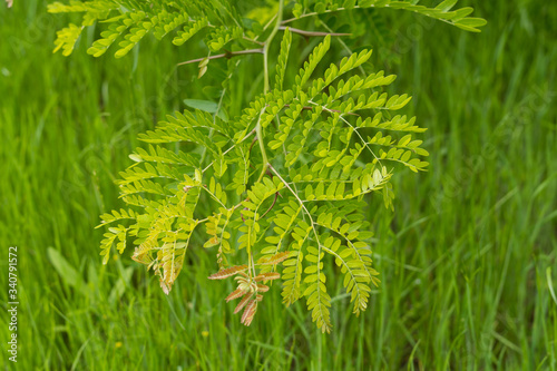 New leaves on a tree branch against the background of grass in the park sunny day.