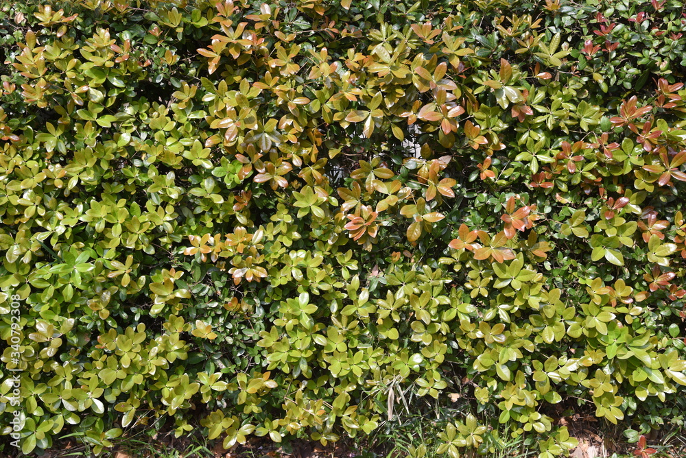 Fototapeta premium Ubame oak hedge (Quercus phillyraeoides) / Fagaceae evergreen tree.
