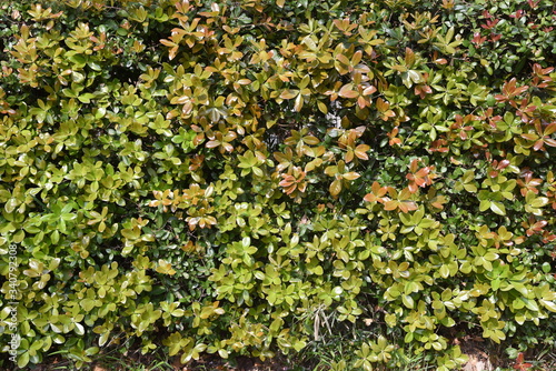 Ubame oak hedge (Quercus phillyraeoides) / Fagaceae evergreen tree.