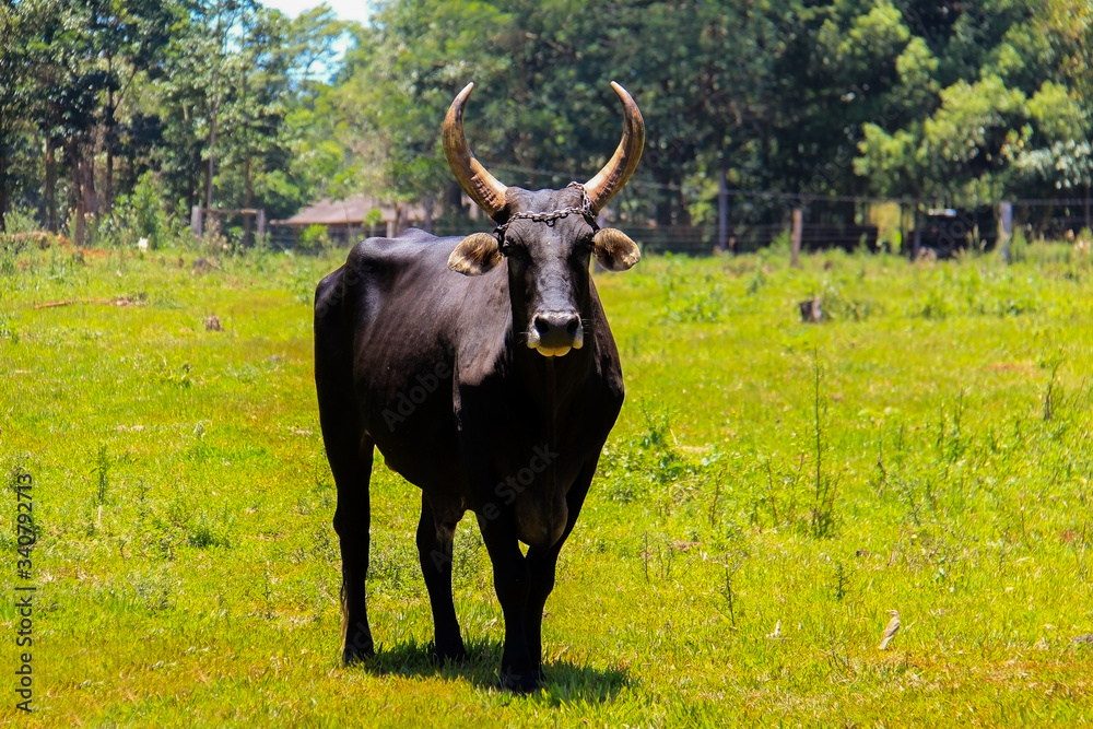 toro en el campo sobre campo toro en el campo sobre campo