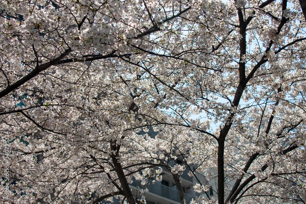 Obraz premium 桜と青空