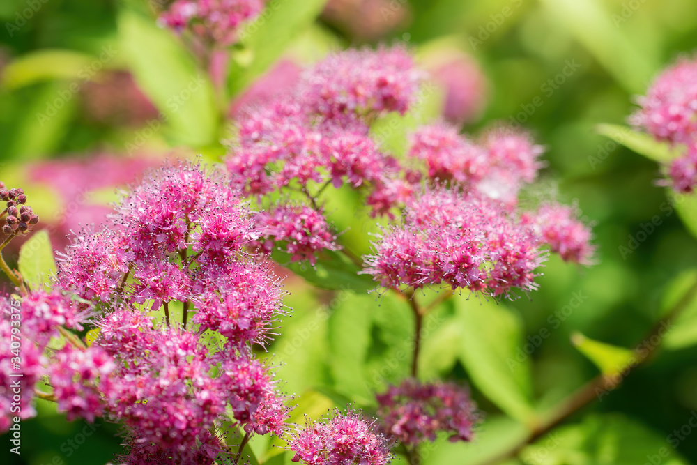 Blooming pink spirea on a spring Blooming pink spirea on a spring