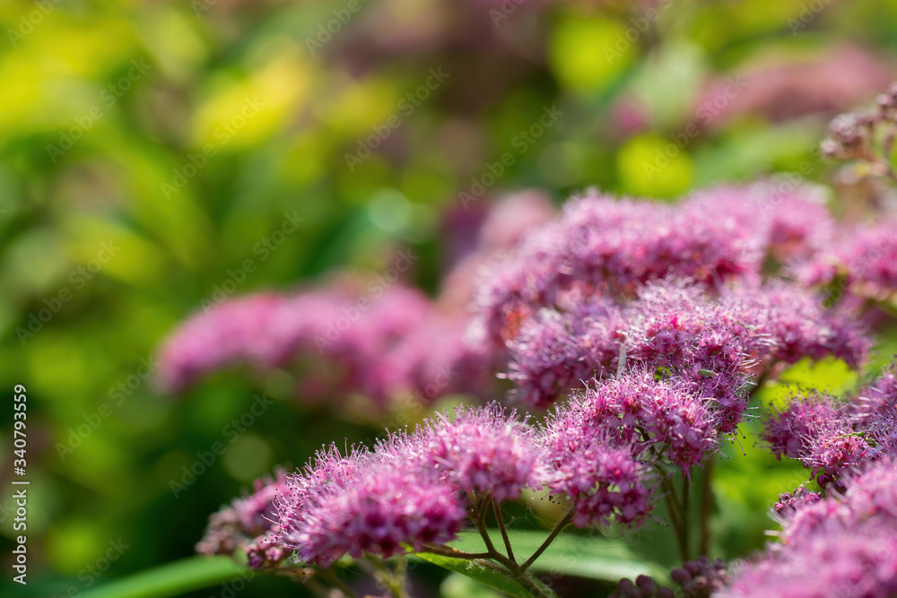 Obraz premium Blooming pink spirea on a spring