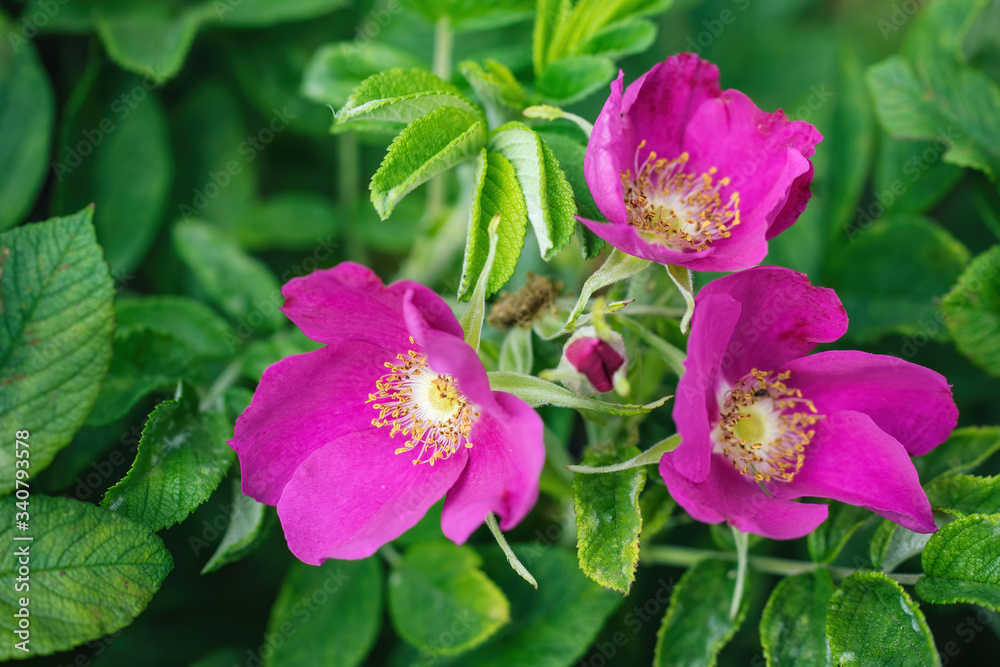 Blooming pink wild rose spring day Blooming pink wild rose spring day