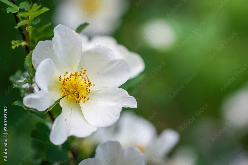 Blooming white rosehip spring day close-up on a blurred background.
Blooming white rosehip spring day close-up on a blurred background.