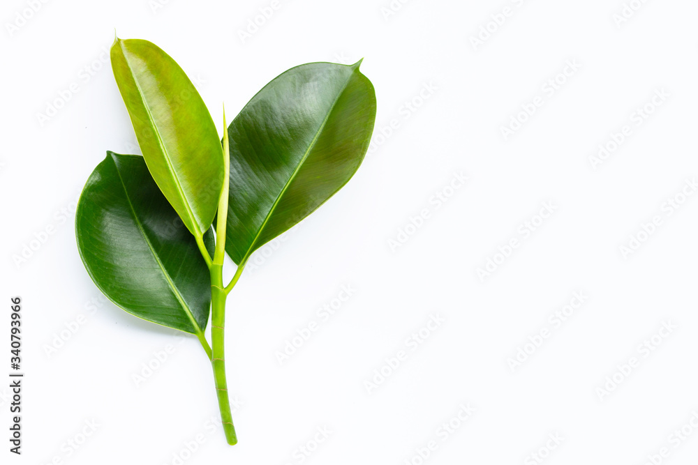 Rubber plant leaves on white background. Rubber plant leaves on white background.