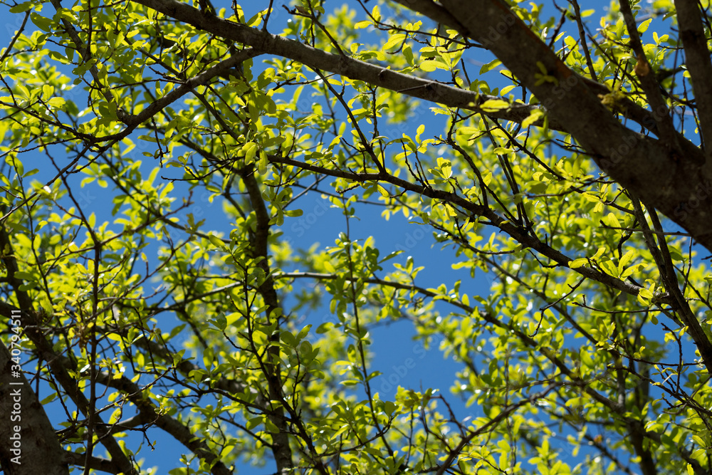 Tree branches in the sunlight in a city park on a sunny spring day. Tree branches in the sunlight in a city park on a sunny spring day.