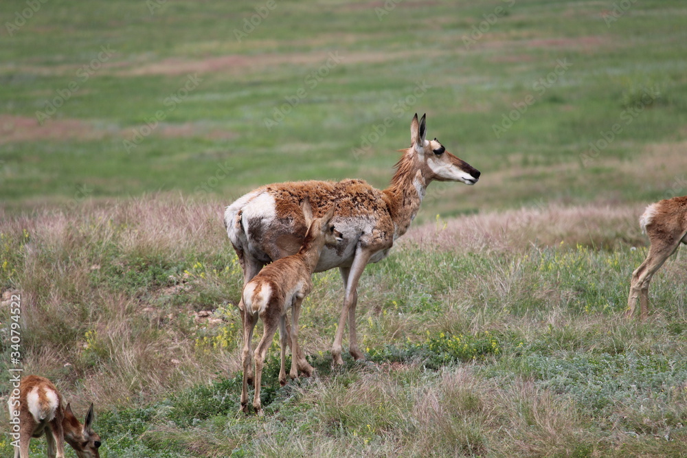 Fototapeta premium Pronghorn Antelope