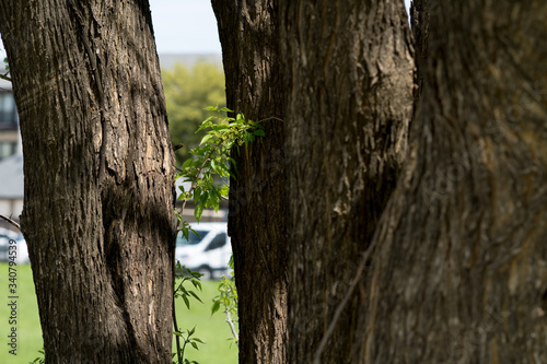 Tree in the woods on a sunny day.