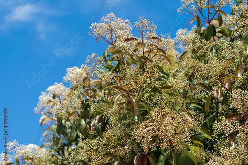 Flowers on tree branches on a sunny spring day.