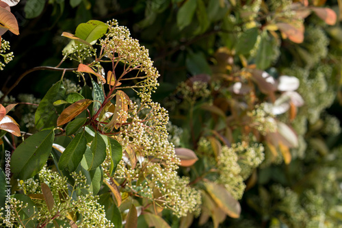 Flowers on tree branches on a sunny spring day.