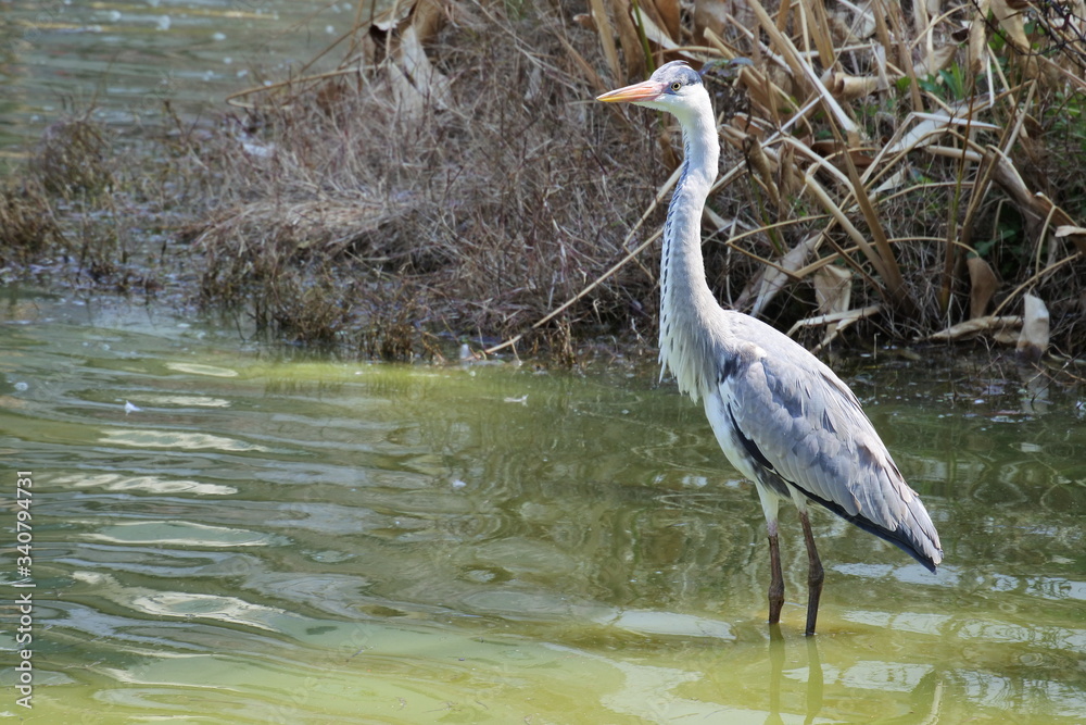 Naklejka premium Grey heron is standing in the pond, horizontally oriented picture.