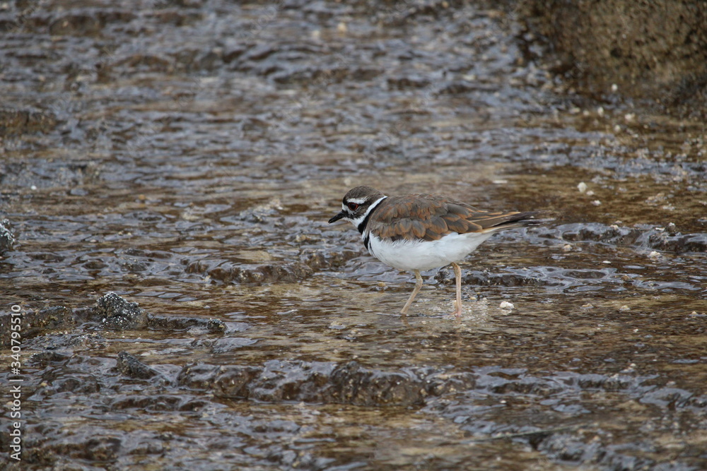 Bird in water