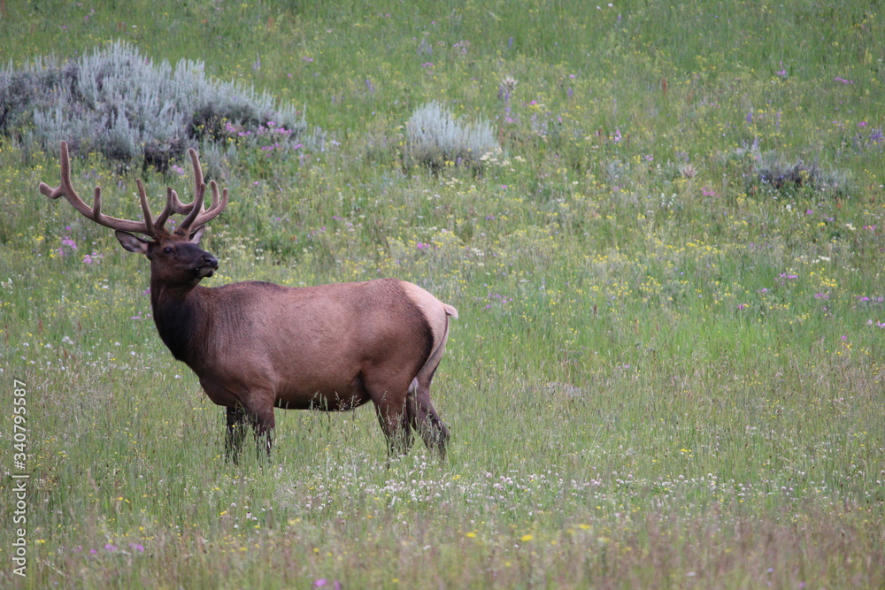 Elk Grazing Elk Grazing