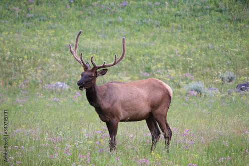 Fototapeta Naklejka Na Ścianę i Meble -  Elk Grazing