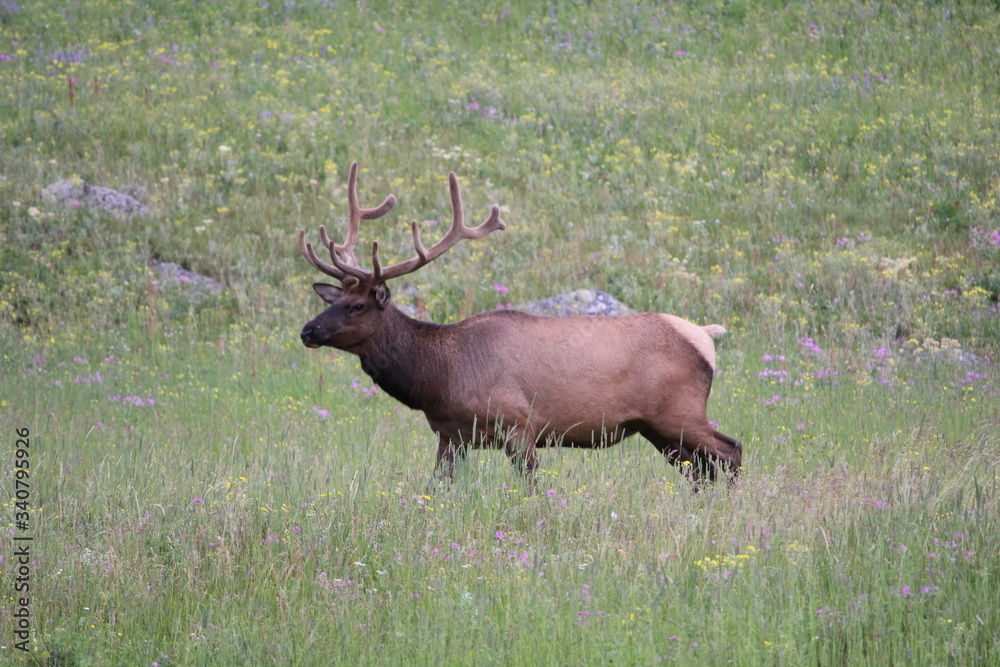 Elk Grazing Elk Grazing