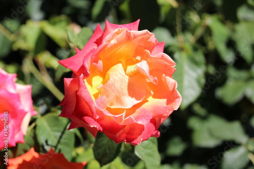 rose in garden