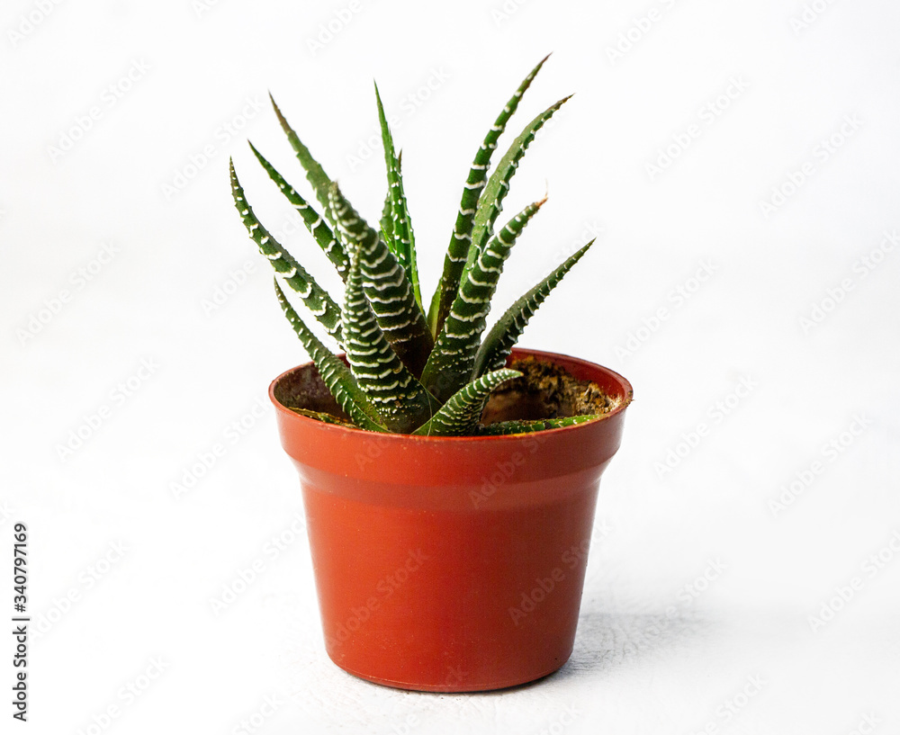 variedad de cactus en una maceta pequeña color café