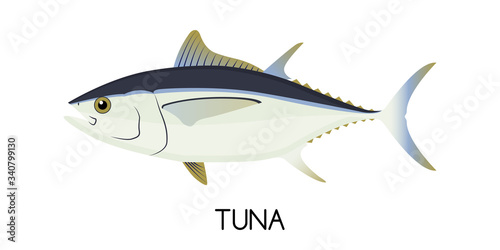 Tuna. Commercial Fish species. Colored Vector