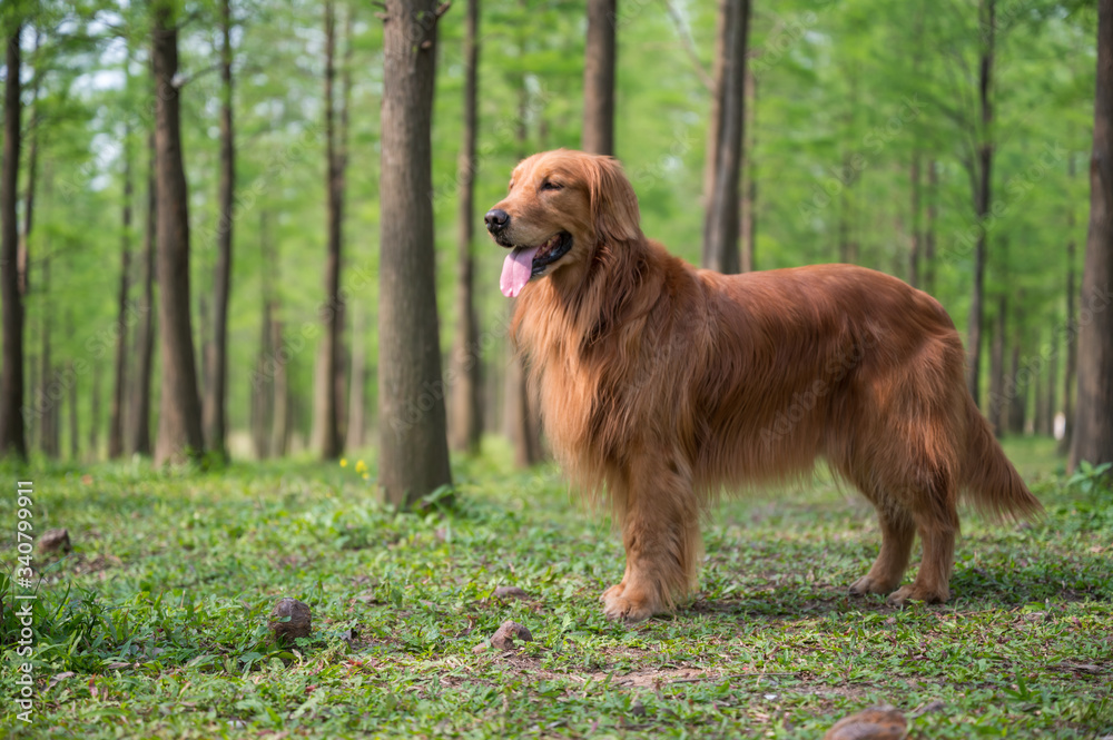 Golden retriever standing on the grass outdoors Golden retriever standing on the grass outdoors