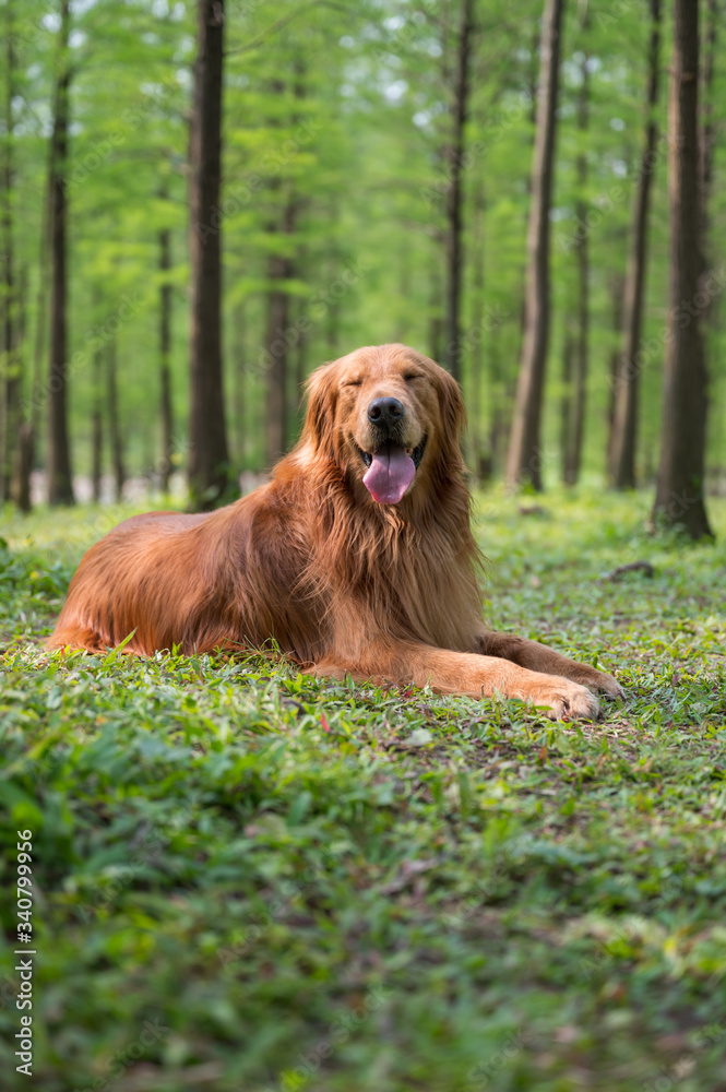 Golden retriever lying on the grass outdoors