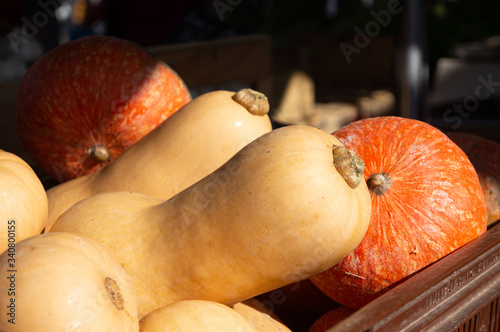 Tableau sur toile Butternuts, courges et potirons au marché
