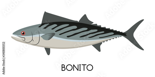 Bonito Fish. Commercial Fish species. 