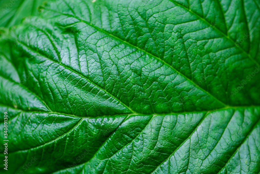 Raspberry leaf closeup in the forest, background Raspberry leaf closeup in the forest, background
