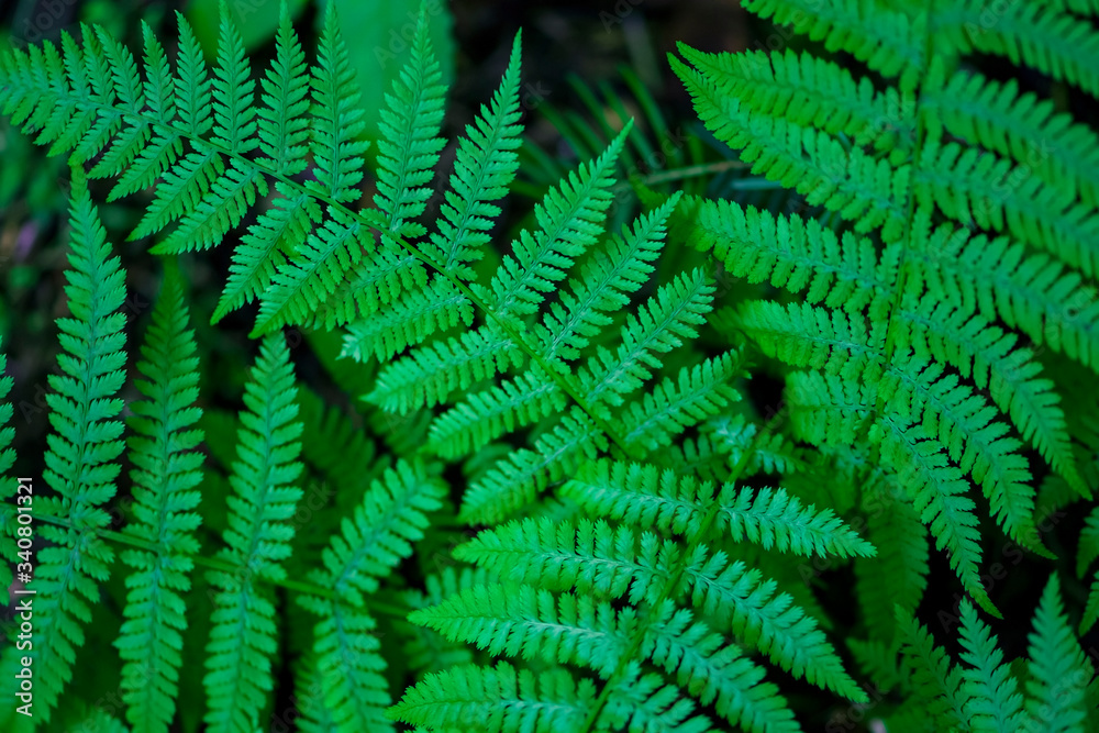 Green fern branches in the forest on a dark background Green fern branches in the forest on a dark background