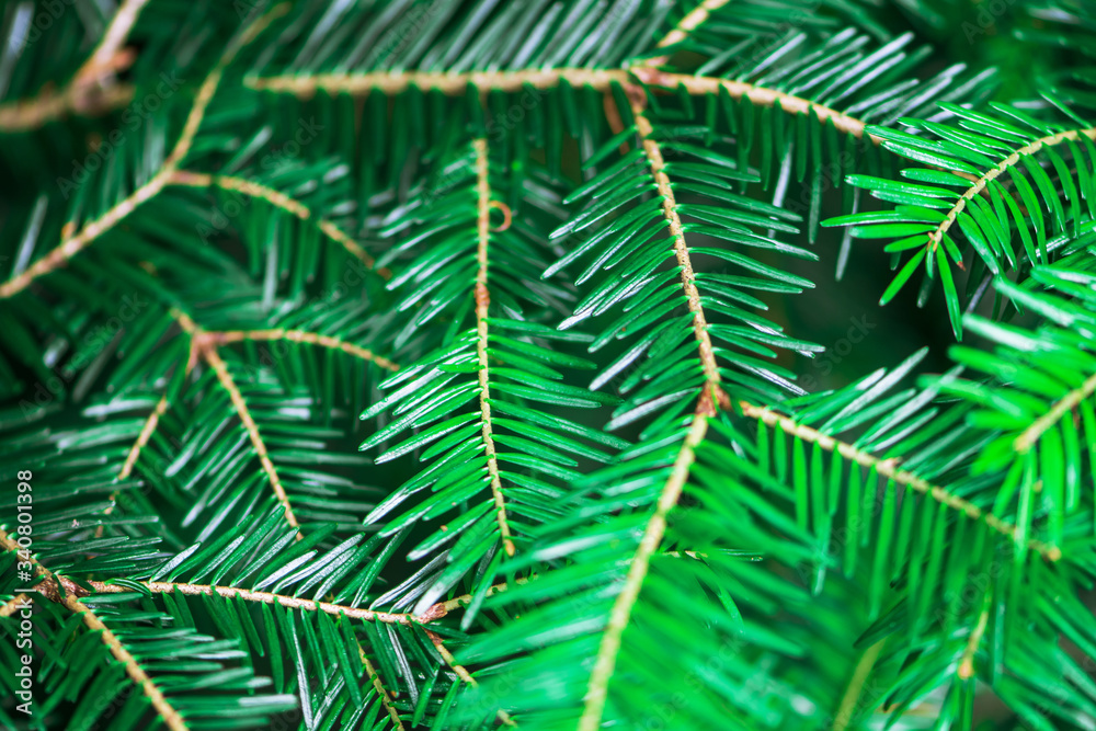Fototapeta premium Fir branches in the forest on a dark background. Spruce needles.
