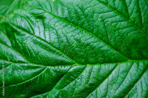 Raspberry leaf closeup in the forest, background