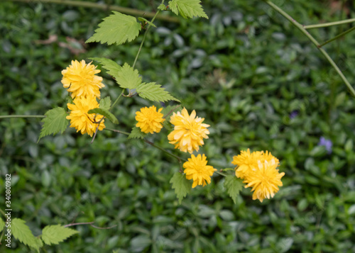 Yellow Flowers