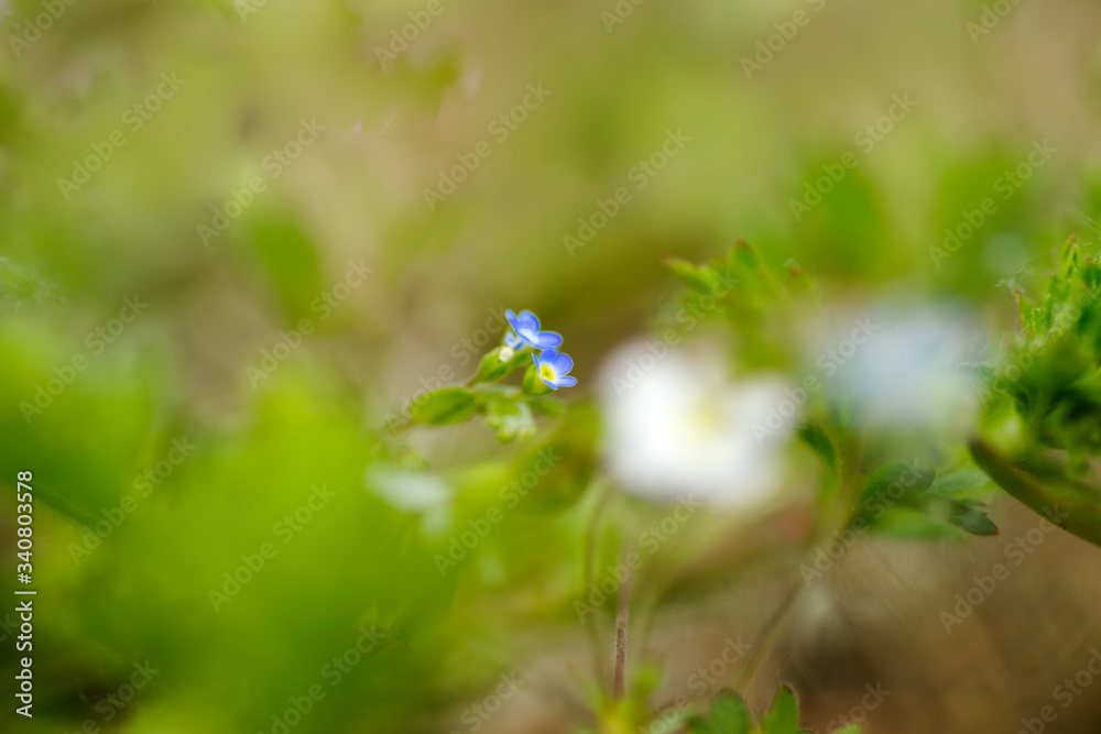  small blue wildflower on green bokeh background. Trigonotis peduncularis image.