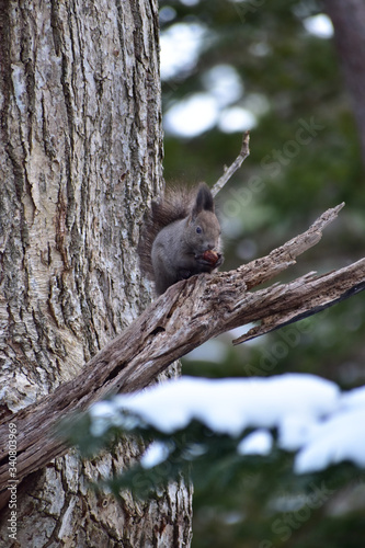樹上でクルミを頬張る冬のエゾリス © mayudama