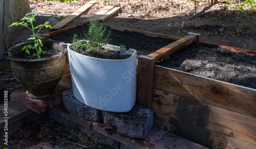 Planted Rosmary