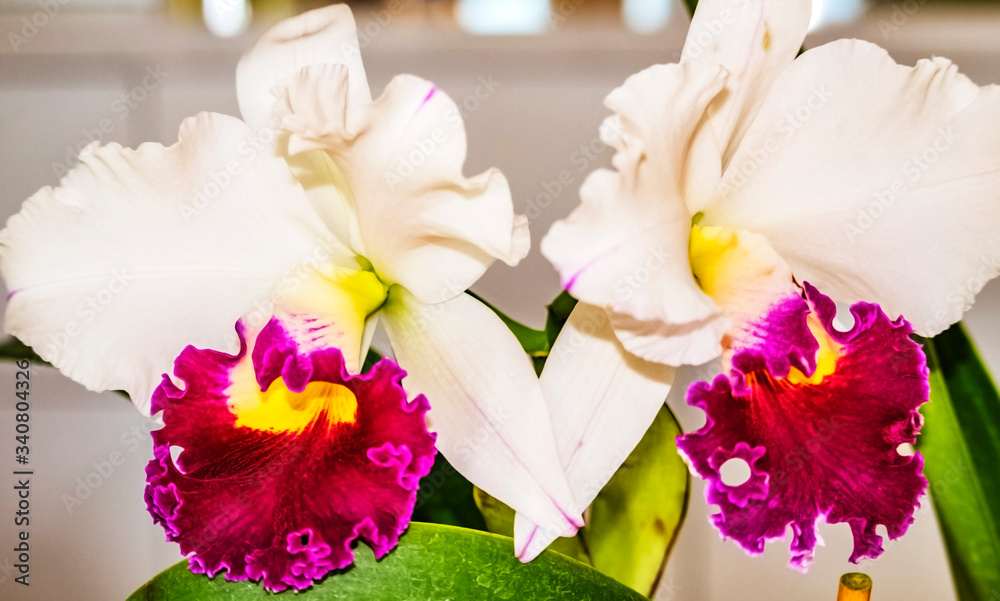 cattleyas, orchids, beautiful, white, magenta, spring, green, petal, bloom, closeup, 