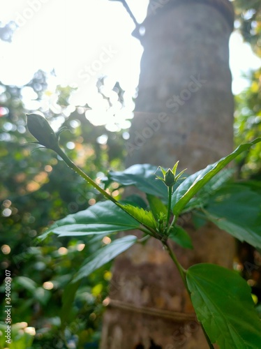 Plants