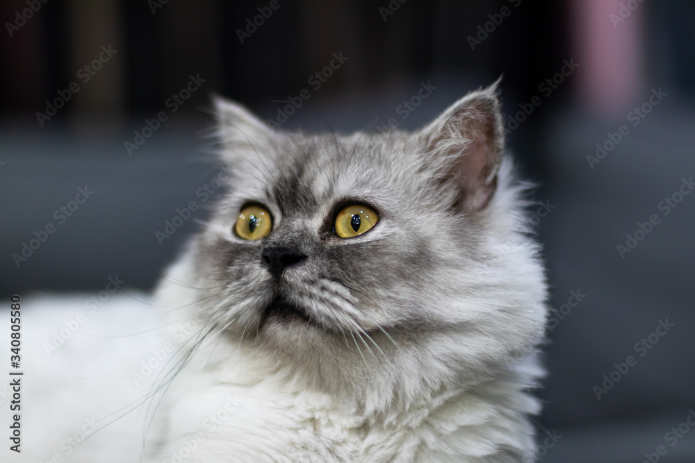 Gray cat with yellow eyes sitting and looking at the camera Separated from blurred backgrounds
