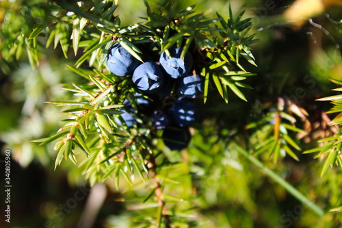 Blue Juniper berries on a tree