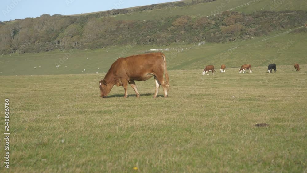 Cows grazing on a field surrounded by hills. Cows grazing on a field surrounded by hills.